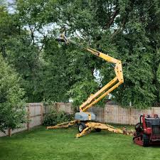 Best Palm Tree Trimming  in Clementon, NJ