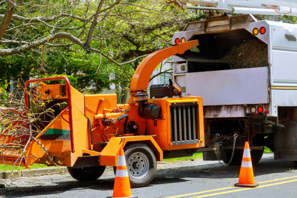 Best Tree Cabling and Bracing  in Clementon, NJ