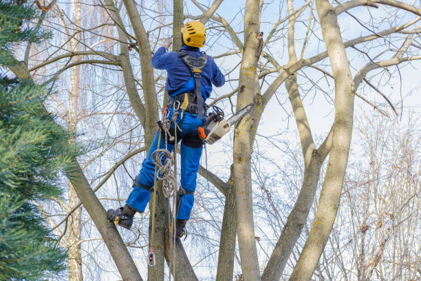 Best Emergency Tree Removal  in Clementon, NJ