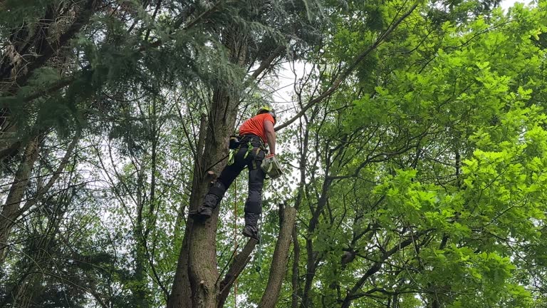 Clementon, NJ Tree Services Company