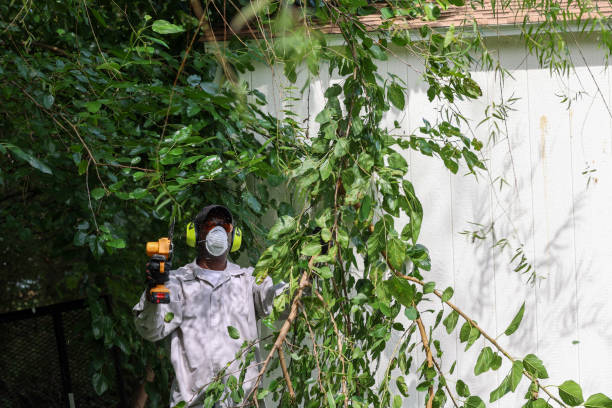 How Our Tree Care Process Works  in  Clementon, NJ