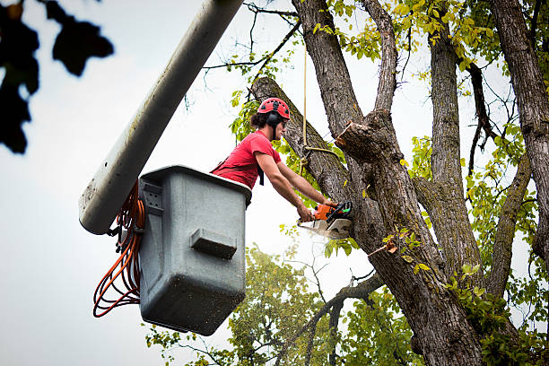 Seasonal Cleanup (Spring/Fall) in Clementon, NJ